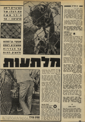 העולם הזה - גליון 2204 - 28 בנובמבר 1979 - עמוד 46 | *ש ו עליים הטיגריס ריסק (המשך מעמוד )30 להתארגן ולעבוד רק עבור השוק הגואה, כסי שעושים זאת רופאי־השינייס או יבו־אני־המכוניות. ולכן אם הביקושים ימשיכו לרדת — כסי