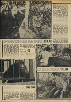 העולם הזה - גליון 2204 - 28 בנובמבר 1979 - עמוד 47 | הרגל נמשכה פנימה, וכימעט מחציתה היתר, בפיו של ד,טיגריס. החיה הטורפת הידקה את שיניה. אלא שזעקותיו של משד, הבהילו כנראה את החיה, וזו הרפתה. אחד מעובדי הגן הגיע