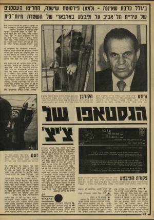 העולם הזה - גליון 2214 - 6 בפברואר 1980 - עמוד 43 | ביגלל כלבת שאיננה ־ ולמען פירסומת שישגה, החדש העסקנים של עיריית תל ־אביב על מיבצע בארבארי של השמדת חיות ־בית או רצועה לצווארם, לא הגיעו לאוזניו. הוא התרווח