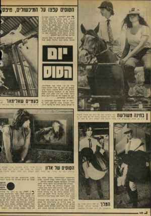 העולם הזה - גליון 2231 - 4 ביוני 1980 - עמוד 40 | הסוסים קבצו על הוגיכשולים, טיפס? ך ץ חום והמחנק של השבת האחרונה י • לא פגעו בחוקים הנוקשים של ה רכיבה. בל מי שעלה על אחד הסוסים, שגם הם סבלו מהחום, היה לבוש