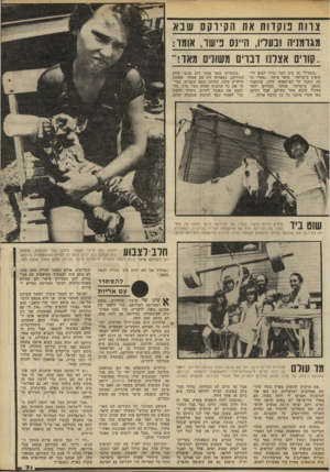 העולם הזה - גליון 2239 - 30 ביולי 1980 - עמוד 71 | צוו ת נו ק דו ת את ה קיו ק ס שנ א מגרמו יה ובעליו1,1ח״ 01 כישו ו, אומר: ..קודים אצרו! 1:וובריס משוויום מאד!״ ״בשבילי זה היד, דבר גדול לבוא ול הופיע בישראל,״