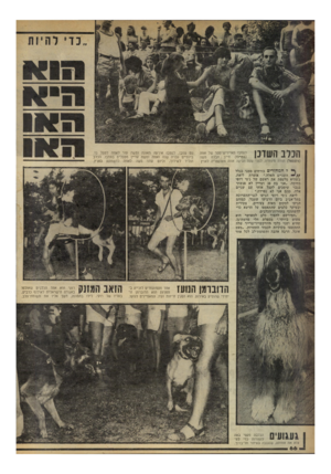 העולם הזה - גליון 2244 - 3 בספטמבר 1980 - עמוד 67 | הכלב השדכן לסמבו האייריש־סטו של אווה (במרכז) חייב חברה משה (משמאל) תודה׳ מיוחדת. לפני שנה הגיעה אווה מאוסטריה לארץ עם סמבו. לסמבו אירעה תאונה ומשה עזר לאווה