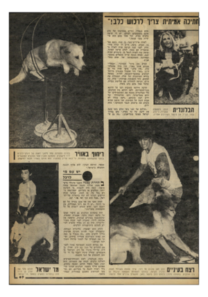 העולם הזה - גליון 2244 - 3 בספטמבר 1980 - עמוד 68 | ־ותינה אמיתית צויר לרכוש כלב!״ מהם בנפרד. החיים במחיצתו של כלב אינם משעממים לעולם. יש לי שישה כלבים בבית, וכל אחד מהם הוא אי שיות בפני עצמה.״ לאווה אייריש־סטר,