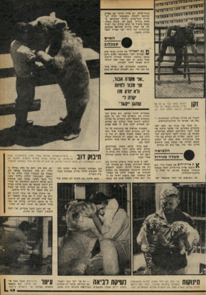 העולם הזה - גליון 2250 - 15 באוקטובר 1980 - עמוד 45 | מנמל־אילת. יום ארוך עזרתי שם בפרוק המיטען ולבסוף, כשהגעתי חזרה לגך החיות בתל־אביב, גיליתי שהלביאה שסבלה מגידול בבטן לא קיבלה טיפול, מצבה החמיר עד שלא יכולתי