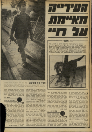 העולם הזה - גליון 2253 - 5 בנובמבר 1980 - עמוד 53 | ס 3ת״ מאת ה או בחוצות תל־אכים מתנהל קרם עז, לחיים או למוות. מצד אחד ניצבים פקחי העירייה ומן הצד השני כלבים וחתולים. דעת־הקהל מחולקת כין חובבי בעלי־חיים לכין