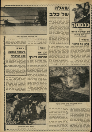 העולם הזה - גליון 2262 - 7 בינואר 1981 - עמוד 62 | ש * ל ח של כלב 91א ת י קו חי א ל ו ע דנ ה שרע בי פיינרו מי שפה׳ הנש את החתול הפעם נספר שלושה סיפורים חתוליים. הילדים ישבו לשולחן. אמא שלפה את המטעמים מן המקרר.