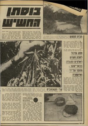 העולם הזה - גליון 2265 - 28 בינואר 1981 - עמוד 66 | הבית הנטוש בו נמצאו שבעה וחצי קילוגרם של עלי קאנאבוס מיו־בשים. הנאשם טען כי תמהונים שהתגוררו בבית הנטוש הם שזרעו את המטע וטיפלו בו. גס שרידי מדורה, פמוטים