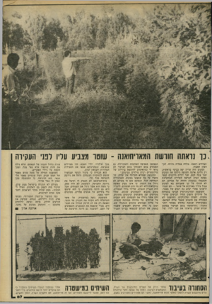 העולם הזה - גליון 2265 - 28 בינואר 1981 - עמוד 67 | .נ ו נראתה חורשת המאריחואנה -שוטו ונצביע עדיו רנני העקירה הנאשם) בסביבה המוזנחת והמחרידה. גם האנשים בהם השגחתי בזמן הביקור לא נראו לי כמתאימים להימצא ברדיוס של