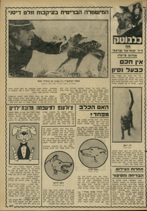 העולם הזה - גליון 2266 - 4 בפברואר 1981 - עמוד 67 | המישטרה הבריטית בעיקסת וולט דימ׳י בלבוטק מאת ד״ר י קו תי אלשרעבי ועדנה פיינרו אין חכם כבעל ]יון היד. היה חתול, זכר מאוד: בכל לילה היה מתעלס עם חתולותיו, ויללות