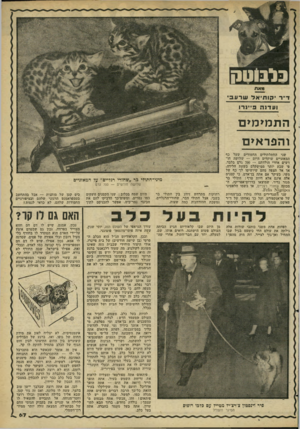 העולם הזה - גליון 2267 - 11 בפברואר 1981 - עמוד 67 | גלבוטק ג 7את ד״ר יקותיאל שרעבי ועדנה פ״נרו התמ>מ>ם ו הפר אי ם שני החתלתולים החמודים שעל כף המאזניים שוקלים היום — שלושה חודשים אחרי הולדתם — 700 גרם בלבד, פי