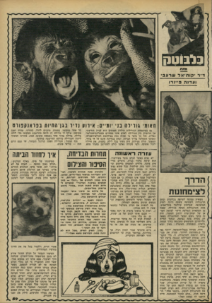 העולם הזה - גליון 2270 - 4 במרץ 1981 - עמוד 59 | בלבוטק ו 9א ת ד״ר קותיאד שרעב ועדנה פ״ 1רו תאומי גורילה בני יומיים: אירוע נזיר בגן־החיות בפרא!קפודט גם במישפחת הגורילות הולדת תאומים היא עניין תורשתי. אך