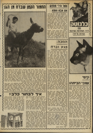 העולם הזה - גליון 2272 - 18 במרץ 1981 - עמוד 65 | נ 7אוו ד״ר קוחיאל שר עבי ועדנה פיינרו לתשומת־לב מי שאיבד כלב סטר אירי. נירית אשכר (טלפון מ0׳ )03-216571 מספרת :״מצאתי אותו משוטט בסביבת ככר־המדינה, כשהוא פצוע