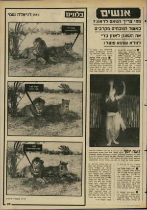 העולם הזה - גליון 2274 - 1 באפריל 1981 - עמוד 31 | בל תים מתי צריך הנואם לדאוג? באשר הנוכחים מקרבים את השעון לאוזן בדי לוודא שהוא פועל! בליל-הנצחון של קבוצת מכבי תל־אביב, פגש מפקד מחה תל־אביב, משה טיוכז־קין, את