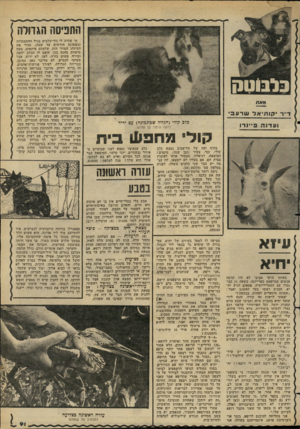 העולם הזה - גליון 2276 - 15 באפריל 1981 - עמוד 91 | התפיסה הגדולה כלב קודי (הגדול שבתמונה) עם ידיד רועה גרמני בן שלוש קולי מחפע! בית בחוף ימה של תל־אביב נמצא כלב קולי, זכר, צעיר (כבן שנה) .מקסים ! המוצאת,