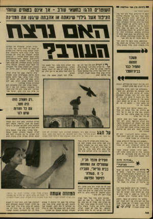 העולם הזה - גליון 2278 - 29 באפריל 1981 - עמוד 46 | לחיות בין ש1י עולמות (המשך מעמוד )43 וקשה לי בירושלים, בגלל שזה יותר מדי. המעט מאוד נובע מכך שהחברה הדרוזית היא סגורה לפני זרמים תרבותיים מודר ניים טכנולוגיים,