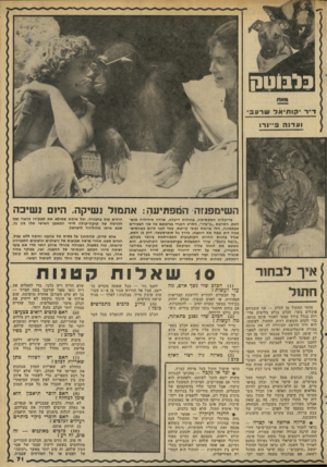 העולם הזה - גליון 2280 - 13 במאי 1981 - עמוד 73 | נלבוטה ה שימפנזה ה מפ תיע ה: אתמול נשיקה. היום נ שיכה הרגיש טוב בחבורה, וכל אימת שמילא את תפקידו כראוי זכה ללגימה של קוקה״קולה מידי המאמן האישי שלו בון נר, שבא