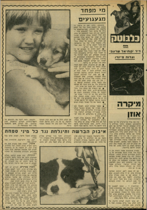 העולם הזה - גליון 2285 - 17 ביוני 1981 - עמוד 65 | מ> מפ חד מג עגו עי ם * נס?ת בי שרע ד״ר יקוחי אל >1111 1 1 --זץ ז 8־| 11 1־8־^18 ועדנה פ״נרו. מיקרה אוזן אין כמו טיול בין־ערביים של ימי הקיץ הראשונים, כשאתה