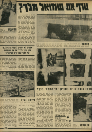 העולם הזה - גליון 2286 - 24 ביוני 1981 - עמוד 55 | #ז ד טז1ו\ א ך 1זוךי בהסגר נגדי, כי הם חוששים שהם יואש מו בכך שהכלבים שלהם השתתפו בתקיפה. הרבה יותר נוח לומר שהכלבים של ריצ׳רד הם האש מים, כי הדבר קרה ליד