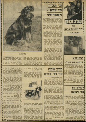 העולם הזה - גליון 2287 - 1 ביולי 1981 - עמוד 67 | מי מכיר מי יודע - רוטיו־ילו־מאת יקותיאלשרעב ו ע דנ ה פיינרו עועון־קיץ לב>\7נו של הכלב מי יכול לאכול ארוחה דשנה בשעות־הצהריים של קיץ לוהט? אף לא כלב. לכן הזיזו