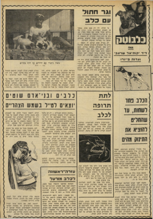 העולם הזה - גליון 2289 - 15 ביולי 1981 - עמוד 74 | בלבוטק מאת ד״ר •קותיאל שר עבי ועדנה פ״נו־־ו הכלב פחד להוציא את התימה מהים בגל סיפורי הכלבים הטורפים, שפקד את המדינה, אולי בהשפעת הבחירות, היה סיפורה של מישפהת