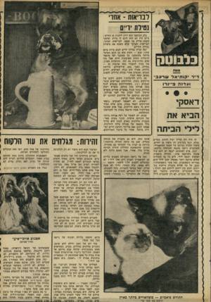 העולם הזה - גליון 2299 - 23 בספטמבר 1981 - עמוד 62 | ונ ר או ת -אחו נטילת ידיים מ א01 ד״ר יקותיאל ש רע בי ועדנה פ״ינרו דאסקי הו בי אאת לי לי ה בי ת ה זה היה וזה עדיין יכול להיות תסריט נפלא, וכמו בסרטים זהו סיפור