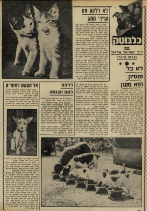 העולם הזה - גליון 2301 - 5 באוקטובר 1981 - עמוד 65 | לא ול ק ק את שיירי החג מאת ד״ר •קותיאל שרע בי ועדנה 3״ 1ר ו לא בל פנסיון הו א מעון כל אזרח יכול לתלות על דלת ביתו שלט :״כאן פנסיון לכלבים ומובטחת לו פרנסה