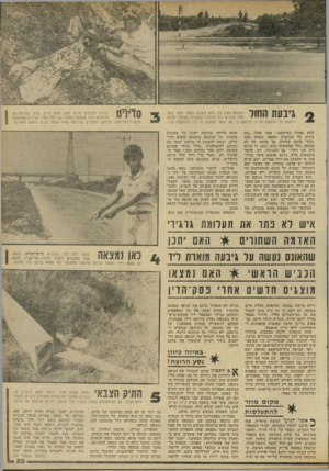 העולם הזה - גליון 2303 - 19 באוקטובר 1981 - עמוד 53 | גיבעת החול חשופה לעין כל. היא ניצבת כמטר וחצי מעל לפני הכביש וכל מכונית העוברת בצומת יכולה לראות כל הנעשה עליה. הי תכן כי זוג יבחר במקום זה כדי להתעלס בו 7 שלא