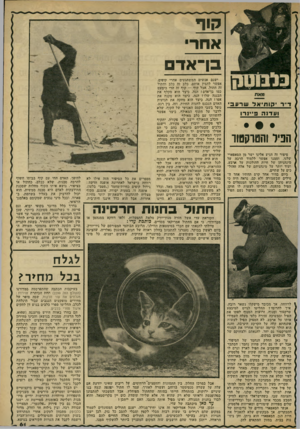 העולם הזה - גליון 2306 - 11 בנובמבר 1981 - עמוד 61 | קוד א ח רי בן־־־אדם מאת ד״ר?ותיאל שרעב ועדנה פ הפיל והטרקטור סיפור זה הגיע אלינו ישר מן הסאפארי שלנו, ומגעו אפשר ללמוד הרבה על מינהגיהן של חיות ההולכות על
