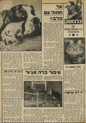 העולם הזה - גליון 2308 - 25 בנובמבר 1981 - עמוד 61 | וגר ח תול 11 בלב * מאת ד״ר יקותיאל שרעבי ועדנה פיינר! תחולה מחופשות בית שלום, מיאדלבם, זו אני, תמר, החתולה שבתמונה. לפני כמה ימים היו לי כל הסיבות שבעולם להיות