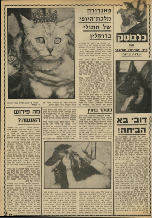 העולם הזה - גליון 2313 - 30 בדצמבר 1981 - עמוד 61 | פ אנ דו ר ה מלכת־ היו פי ח תו לי ב רו ק לין מאת די ר קותיאל שרעבי ועדנה פ״ינרו מי שהצילה את כבודה של פאנדורה, שהפכה במרוצת השנים לשם נרדף לתיבה של שרצים וצרות,