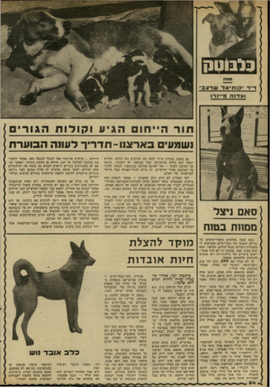 העולם הזה - גליון 2315 - 13 בינואר 1982 - עמוד 55 | בלבוטח 71א ת ד״ר קותיאל שרעב ו ע דנ ה פיינ רו הבוערת ים בארצנו-תדריר וחודש תוקפו לחזור מיותר !יצל ממוות בטוח בעת שבה מהלכים סיפורי־אימים על גורלם העגום של