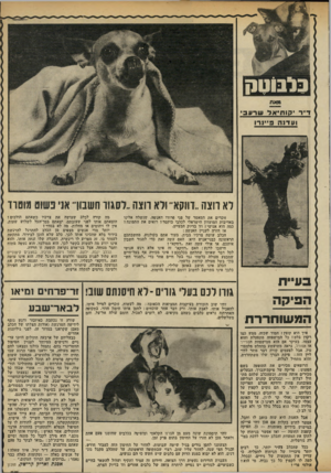 העולם הזה - גליון 2319 - 10 בפברואר 1982 - עמוד 57 | בלבוטק מאת ד״ר ׳ קו תי אד שרעב , ועדנה פיינרו לא רוצה..דווקא׳ ולא חצה ״לסגור חשבון־ אני פשוט׳ מוטרד בעיית הפיקה המשוחררת איך הוא קופץ! חמוד שכזה, ממש כמו רקדן
