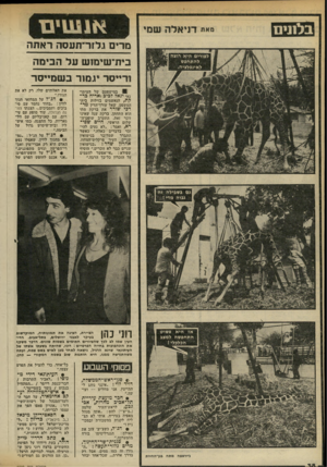 העולם הזה - גליון 2322 - 3 במרץ 1982 - עמוד 38 | מרים גלזר־תעסה ראתה בית־שימוש על הבימה זרייסר גמור בשמייסר במישפטם של העיתו נאי יגאל לביב ואריה בר קת, הנאשמים בזילות בית- המשפט, שאל עורך־הדין מר דכי שורר את