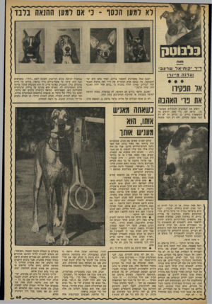 העולם הזה - גליון 2325 - 24 במרץ 1982 - עמוד 61 | לא למען הכסף -בי אם למען ההנאה בלבד די ר קו תי אל שרעב 1ע ד 51ז , 3י 1ר1 אל הבעיה את נוי האהבה רואים את הנאהבים והנעימים שבתמו נה: מראה יפה, בלי ספק. יודעים מה