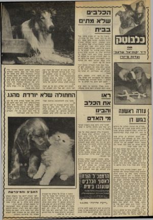 העולם הזה - גליון 2328 - 12 באפריל 1982 - עמוד 58 | שלא 1 1 7 1 בלבוטק מאת ד״ד ותיאלשרעבי ועדנהפ ־ינ רו סיפורו של בני לא הפתיע אותנו, אבל היה בו יותר מאשר שמץ של אנושיות : כלבתו החביבה, שאותה טיפח במשך שש שנים