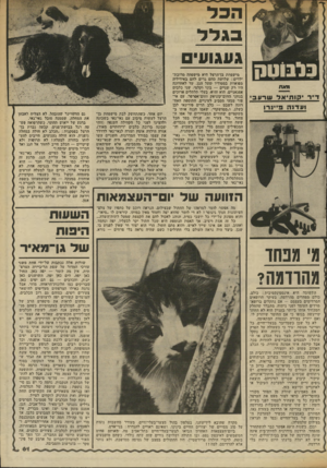 העולם הזה - גליון 2336 - 9 ביוני 1982 - עמוד 61 | בגדל געגועי 1יאת דייר? 1ותיארשרע בי > 1ודנוז ב ״ נרו מיישפחת בן־הרצל היא מישפחה מרובת־ילדים: שלושה !מהם גרים להם באידיליה מפוארת בסטודיו שעל הגג. עד לאחרונה