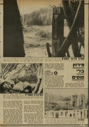 העולם הזה - גליון 2345 - 11 באוגוסט 1982 - עמוד 15 | מסלול מירוצ• הסוסים זהו קו החזית. מתוך העמדה הקדמית ביותר של צה״ל צילמה ענת סרגוסטי את ההיפודרום, מסלול מירוצי הסוסים, הנמצא ברובו בשליטת כוחות מי רו ץ בד סוס