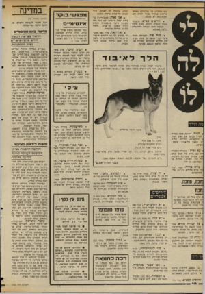 העולם הזה - גליון 2354 - 13 באוקטובר 1982 - עמוד 45 | מטי נהדרים, בני חודשיים, צאצאי אלופים במחיר סביר לבית חם. 96307־ 052 לא בשבת. * הרוסים כאיים. ברשותי מגהץ תוצרת רוסית, טעון תיקון — אמסור אותו תמורת רדיו־טיים