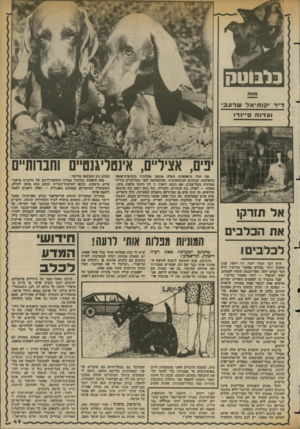 העולם הזה - גליון 2362 - 8 בדצמבר 1982 - עמוד 49 | בלמטק את שתי היפהפיות האלה פגשנו מהלכות בזקיפות־קומד, בתערוכת הכלבים הבינלאומית, שהתקיימה לפני כחודשיים ביריד המיזרח בתל־אביב. אם ובתה דומות זו לזו כשתי טיפות