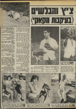 העולם הזה - גליון 2395 - 27 ביולי 1983 - עמוד 65 | הבלש, והציג לפניו את התמונה. אך בתמונה נראה בבירור רק דבר אחד — שהכלב כורע. קשה ללמוד ממנה אם צרכיו היו נוזליים או מוצקים — ואם בכלל. החבורה, הנוהגת להיפגש בכל