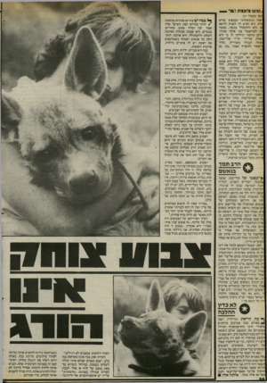 העולם הזה - גליון 2404 - 27 בספטמבר 1983 - עמוד 56 | ! הזרעה מלאסתית לגמד — זשך מעמוד )27 יפול הגינקולוגי המכאיב שהיא :רת. הוא הציע לה לפנות לרופא וף, ולא להתעלל בגופה. כאשר זה לפרופסור צבי פלטי מבית־ולים הדס ה