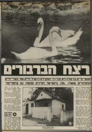 העולם הזה - גליון 2405 - 5 באוקטובר 1983 - עמוד 44 | הווטרינרים ב ר מל הלא זכר! כי תפקיד ם להציל חיים שד בערי־חיים וההולנדים שאלו :״מה, בי שראל הורגים עכשיו גם ציפורי?״ י רופא הווטרינרי ד״ר אלכם|אקרמן הרים את