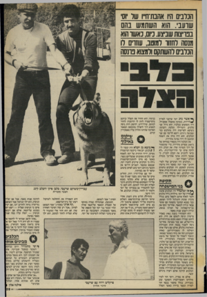 העולם הזה - גליון 2434 - 25 באפריל 1984 - עמוד 39 | הניבים היו אהבת־ח״ו שר וסי שרעבי. הוא השתמש נהם בפריצות שביצע. כיום, נאשר הוא מנסה רחזוו למוטב, עוזרם רו הכלבים להשתקם ולמצוא פרנסה ך* א שר נהג יוסי שרעבי