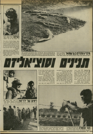 העולם הזה - גליון 2466 - 5 בדצמבר 1984 - עמוד 34 | י 1ק 1ר צביקה סאבו, האיש י 1 1| / 1111 שחזר מקניה והעומד לשאת את חני פרי, ותנינה. מיפוץ התנינים בגן־שמואל ז־- הוקם על אדמת ביצה שחורה, שגודרה בחומה עבה. בחווה