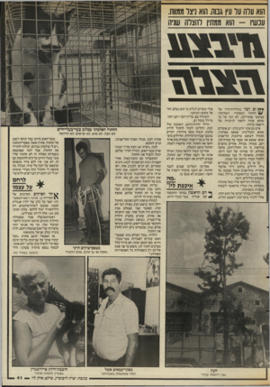 העולם הזה - גליון 2558 - 10 בספטמבר 1986 - עמוד 41 | הואערהעל עץ גבוה.הוא ניצרממוות. עכשיו -הוא ממתיו להצלה שניה * * ץ ום דבר בתולדות־חייו של החתול המסתורי, השח־מתי בציבעי שחור־לבן, לא רמז על כך שהוא עתיד להפוך