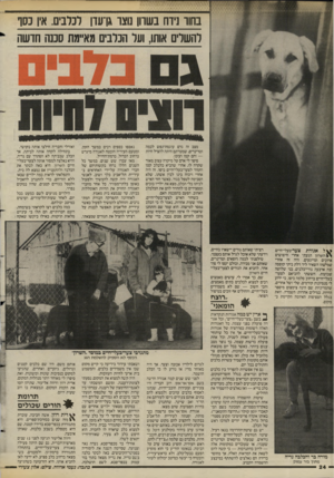 העולם הזה - גליון 2580 - 11 בפברואר 1987 - עמוד 24 | בחוד נידח בשרון מצר גן־עדן לכלבים. אין נסך להשלים אותו, ועל הכלבים מאיימת סכנה חדשה מצב זה גרם עוגמת־נפש לכמה וטרינרים, שמטרתם היתה להציל חיות — והם קמו ועזבו.