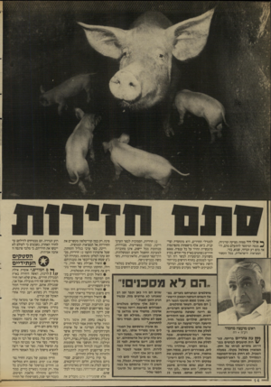 העולם הזה - גליון 2647 - 25 במאי 1988 - עמוד 15 | ^ אילו היו ספחת מציקה ומרגיזה, ^ מנסה המימסד להתעלם מהם, רואה בהם רע הכרחי, שנוא, בזוי. המציאות הישראלית, בכל הקשור למגדלי החזירים, היא מתהסדת וצדקנית. כ־ 20