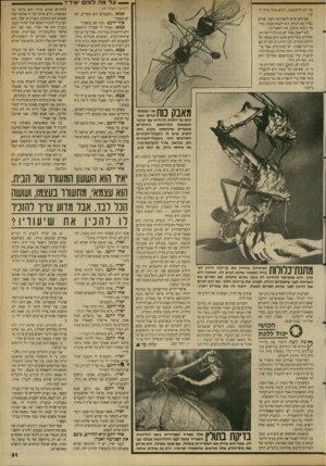 העולם הזה - גליון 2689 - 15 במרץ 1989 - עמוד 31 | > — ע ל מה לו ח י איר? מד לא להתקמצן, ויביא טרף גדול יותר. הוא סיים להפרותה לפני שהיא גמרה את הטרף, הוא יחטוף ממנה, בחוסר נימוס מופגן, את השאריות. לא ייאמן,