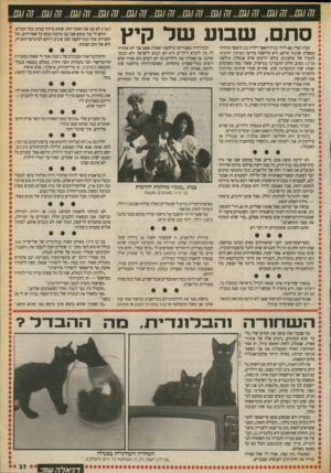 העולם הזה - גליון 2710 - 9 באוגוסט 1989 - עמוד 37 | 77 ...0*101 ...0*101 ...0*101 ...0*101 ...0*101 ...0*101 ...0*1 ...0*101׳;77 ...0*1;77 ...0*1 סתם. שסעשד קיץ חברה שלי, אם לילד בבית־הספר וילדה בגן חיפשה