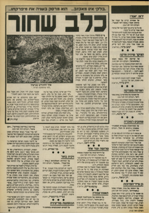 העולם הזה - גליון 2710 - 9 באוגוסט 1989 - עמוד 5 | .בלק׳ אינו מאכזב ...הוא מרסק בשניה א ח מיפרקתו... ידצו. יאמרו על אמירת קדיש על קברו של בנימין ת מוז(״ טכסד תי לכנעני״, העולם הז ה .126.7.89 מה כל כך נורא בכך